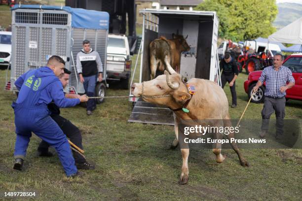 Cattlemen pull cows during the third edition of the Feira em Defesa do Gandeiro da Montaña, on 13 May, 2023 in Cervantes, Lugo, Galicia, Spain. This...