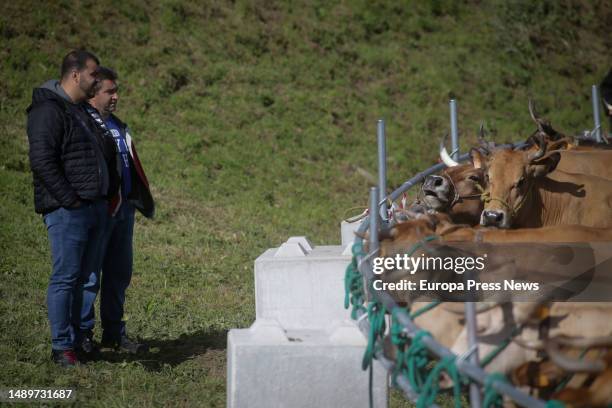 Two people look at cows during the third edition of the Feira em Defesa do Gandeiro da Montaña, on 13 May, 2023 in Cervantes, Lugo, Galicia, Spain....