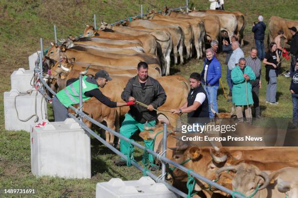 Several people move cows during the third edition of the Feira em Defesa do Gandeiro da Montaña, on 13 May, 2023 in Cervantes, Lugo, Galicia, Spain....