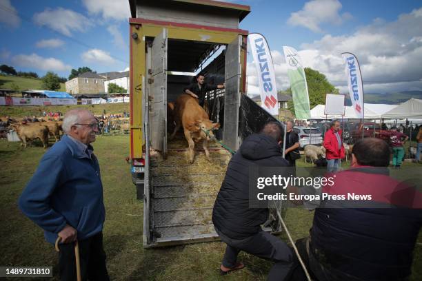 Cattle farmers take cows out of a truck during the third edition of the Feira em Defesa do Gandeiro da Montaña, on 13 May, 2023 in Cervantes, Lugo,...