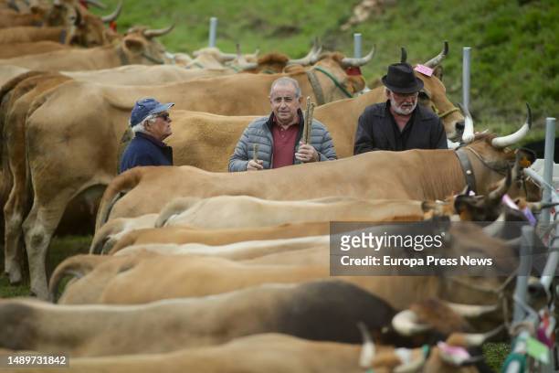 Cattle breeders during the third edition of the Feira em Defesa do Gandeiro da Montaña, on 13 May, 2023 in Cervantes, Lugo, Galicia, Spain. This...