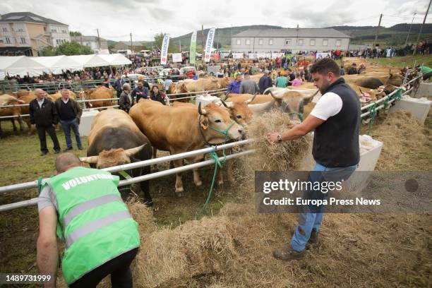 Farmer gathers straw during the third edition of the Feira em Defesa do Gandeiro da Montaña, on 13 May, 2023 in Cervantes, Lugo, Galicia, Spain. This...