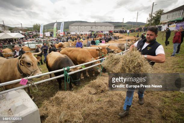 Farmer gathers straw during the third edition of the Feira em Defesa do Gandeiro da Montaña, on 13 May, 2023 in Cervantes, Lugo, Galicia, Spain. This...
