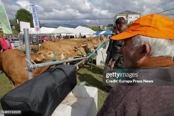 Farmer observes cows during the third edition of the Feira em Defesa do Gandeiro da Montaña, on 13 May, 2023 in Cervantes, Lugo, Galicia, Spain. This...