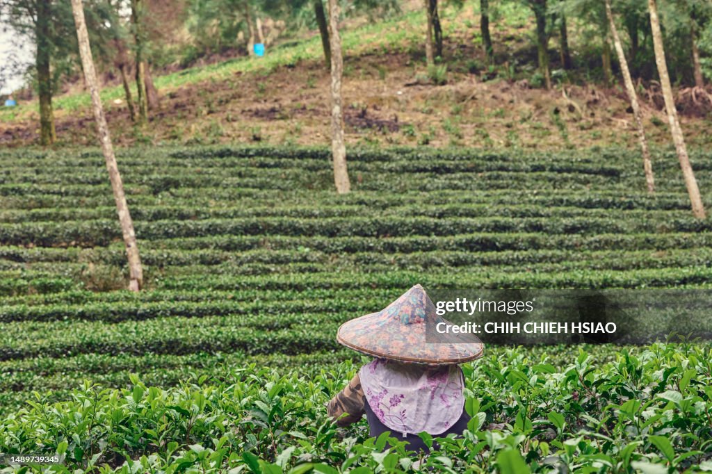Una hembra asiática recogiendo hojas de té en las plantaciones de té.