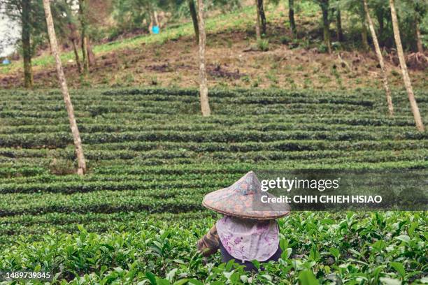 an asian female picking tea leaves at the tea plantations. - assam 個照片及圖片檔