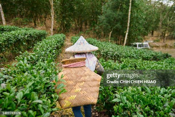 an asian female picking tea leaves at the tea plantations. - assam tea gardens stock pictures, royalty-free photos & images