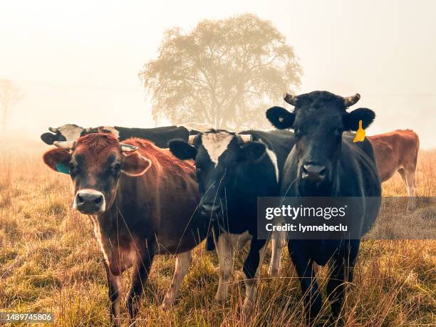 cows in a grassy paddock at sunrise - jersey cattle stock pictures, royalty-free photos & images