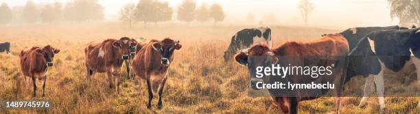 panorama of cows in a grassy paddock at sunrise - jersey cattle stock pictures, royalty-free photos & images