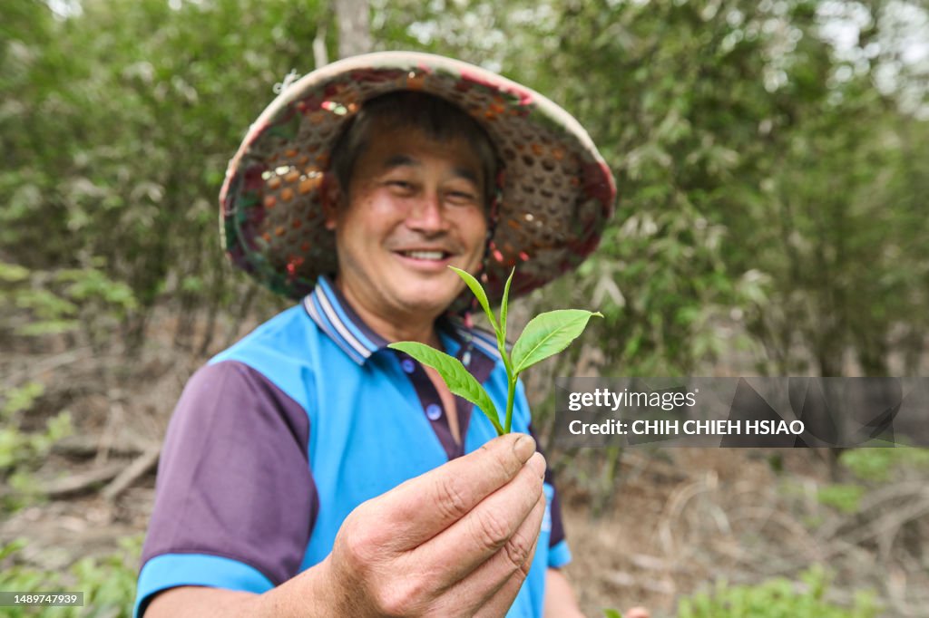 Un macho asiático recogiendo hojas de té en las plantaciones de té.