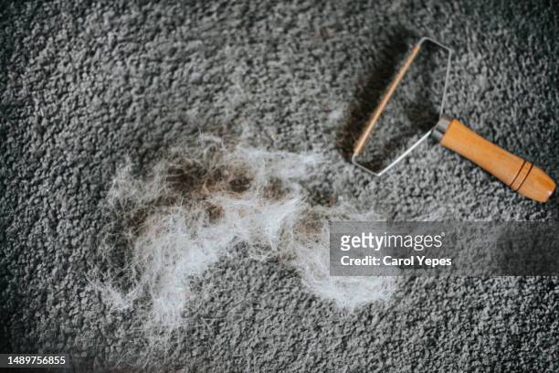 removing dog hair from carpet - wet carpet stock pictures, royalty-free photos & images