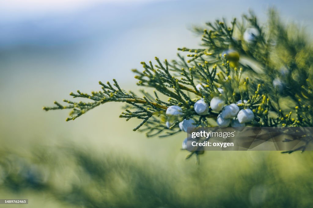 Abstract Juniper Branches with Blue Berries Blured Background. Original Texture of natural Juniperus squamata