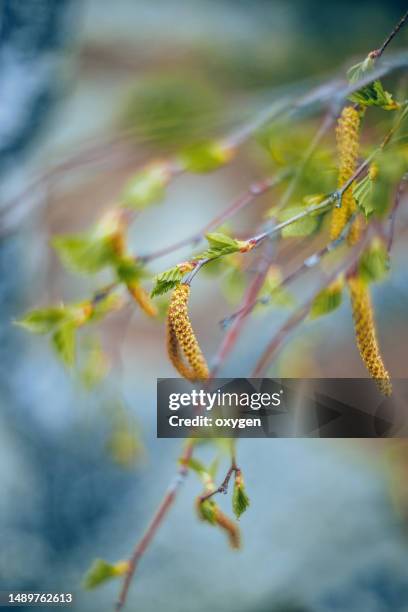 spring birch tree branches young green leaves foliage and birch earrings on blue bokeh background. birch pollen in the air in spring. close-up. seasonal allergies. selective focus. - birch tree bildbanksfoton och bilder