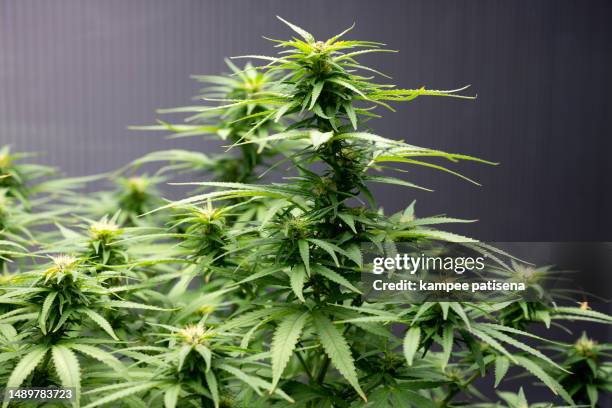 cannabis close up high quality. marijuana in laboratory. - canapa foto e immagini stock