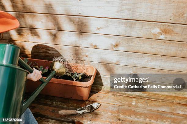 a child waters vegetables in a trough. space for copy - effort stock pictures, royalty-free photos & images