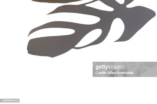 shadows of monstera leaves on white background - flower black background stock pictures, royalty-free photos & images