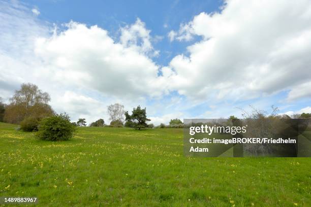 meadow primrose (primula veris) flowering in the hoerbacher viehweide nature reserve, hesse, germany - viehweide stock pictures, royalty-free photos & images