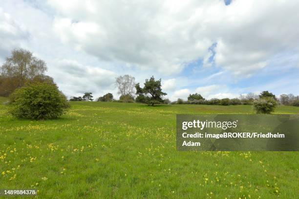 meadow primrose (primula veris) flowering in the hoerbacher viehweide nature reserve, hesse, germany - viehweide stock pictures, royalty-free photos & images