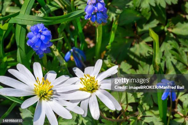 anemone blanda and (muscari botryoides), kempten, allgaeu, bavaria, germany - muscari botryoides stock pictures, royalty-free photos & images