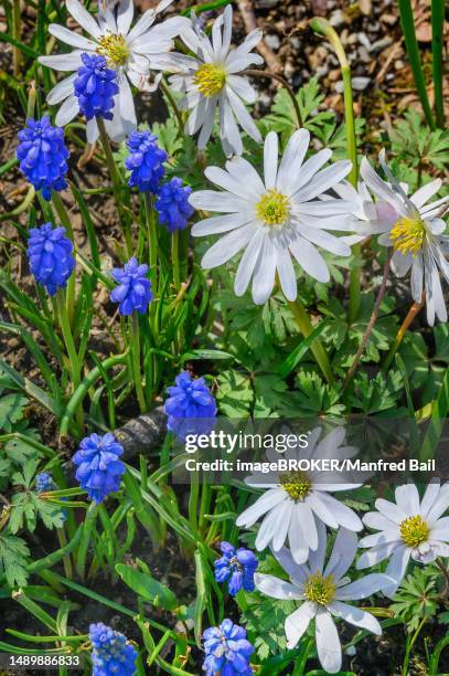 anemone blanda and (muscari botryoides), kempten, allgaeu, bavaria, germany - muscari botryoides stock pictures, royalty-free photos & images