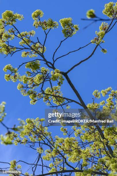 flowering norway maple (acer platanoides), kempten, allgaeu, bavaria, germany - flowering maple tree stock pictures, royalty-free photos & images