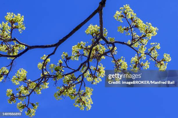 flowering norway maple (acer platanoides), kempten, allgaeu, bavaria, germany - flowering maple tree stock pictures, royalty-free photos & images