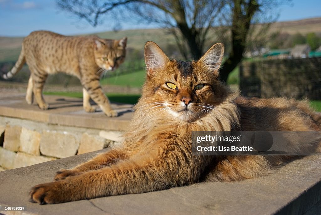 Somali Cat And Egyptian Mau Cat