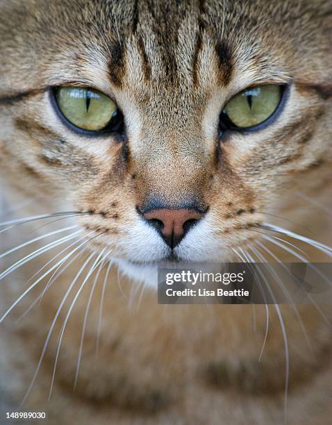 egyptian mau - egyptische mau stockfoto's en -beelden