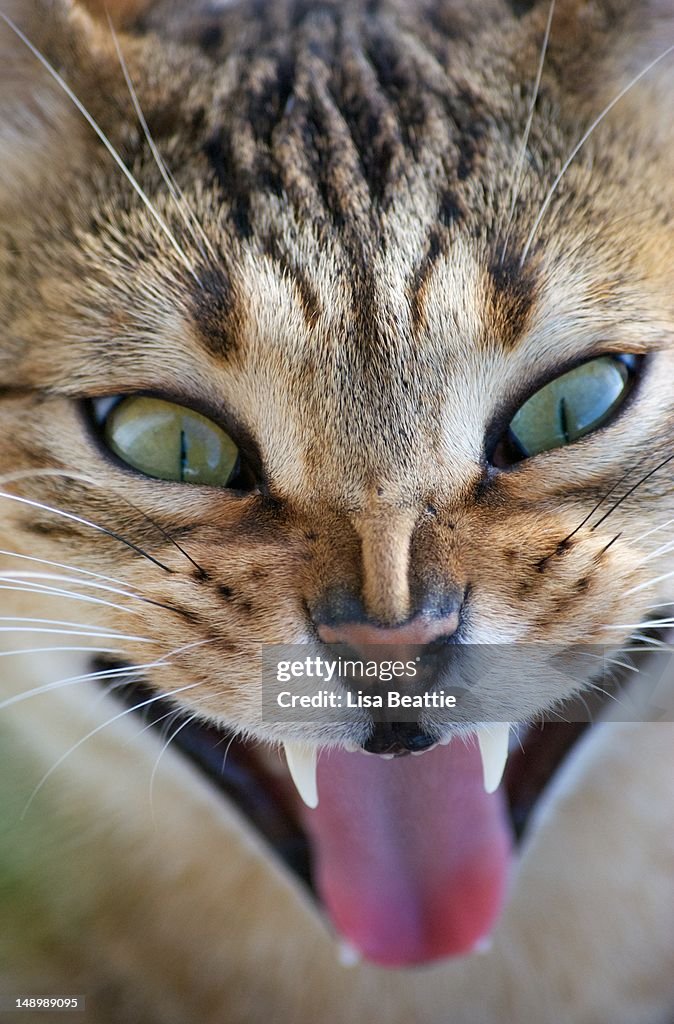 Egyptian Mau Cat Yawning