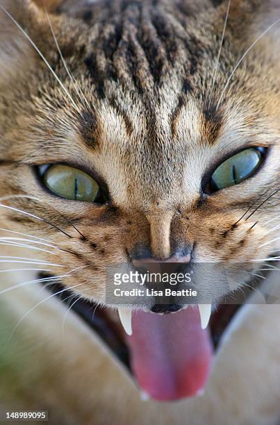 egyptian mau cat yawning - egyptian mau bildbanksfoton och bilder