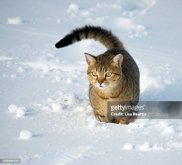 egyptian mau cat in snow - mau egípcio imagens e fotografias de stock
