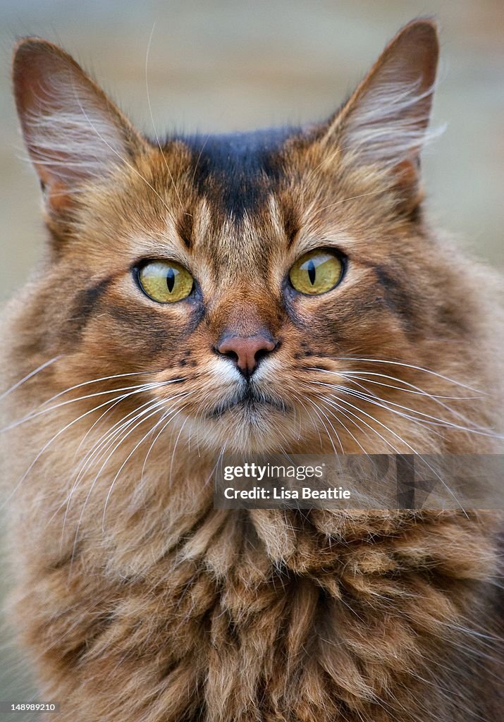 Somali Cat Portrit