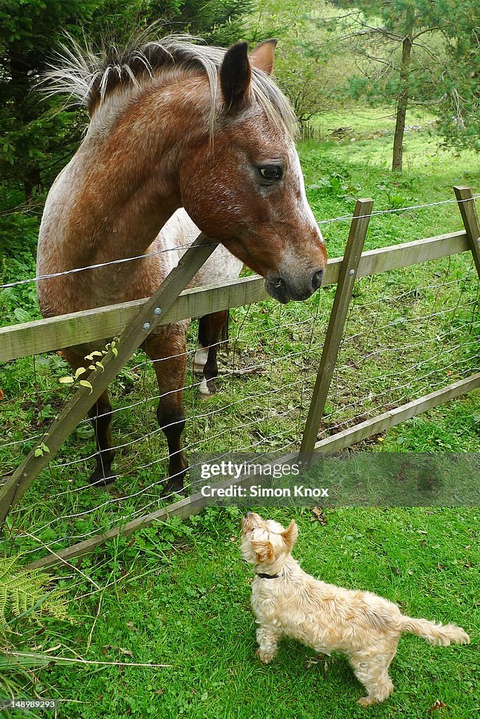 Dog meets horse