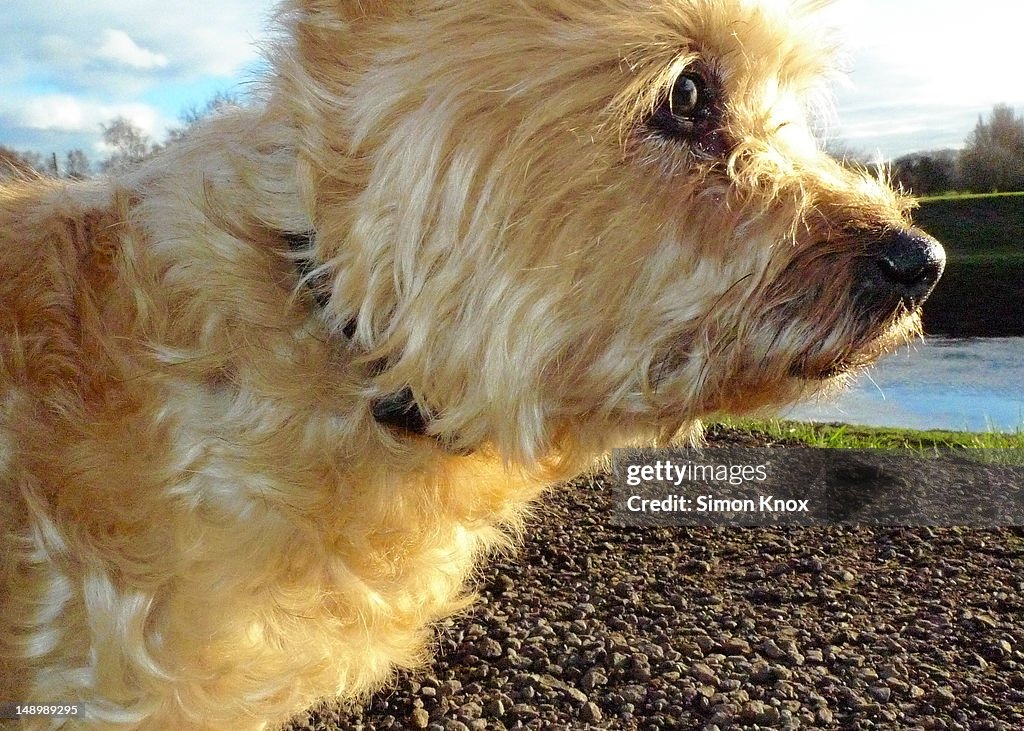 Small dog