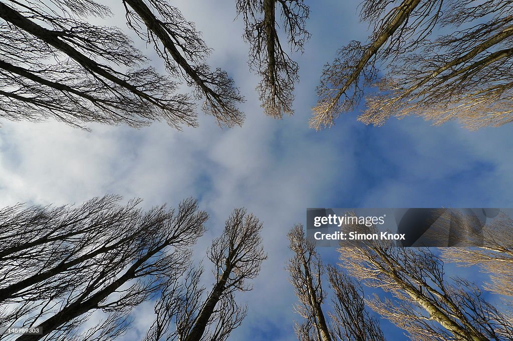 Lines of trees
