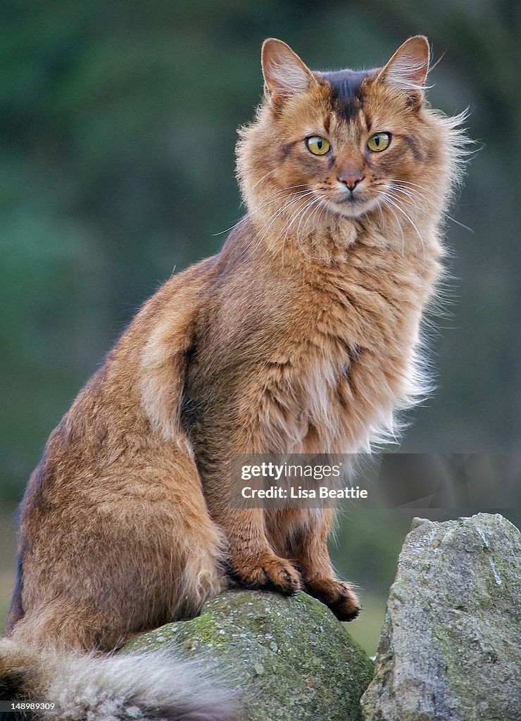 Somali Cat