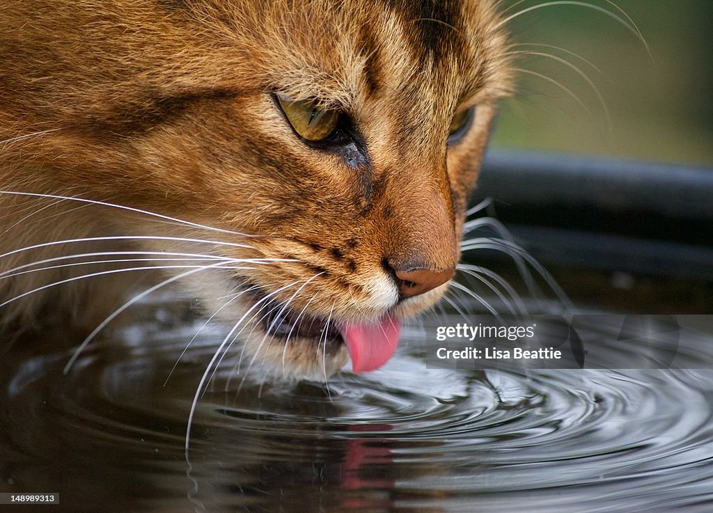 Cat drinking water