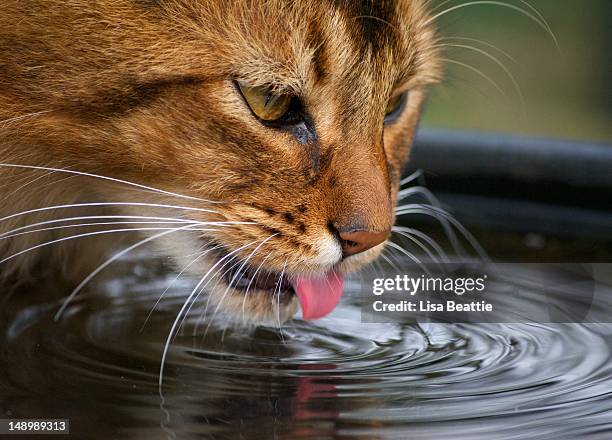 cat drinking water - cat drinking water stock pictures, royalty-free photos & images
