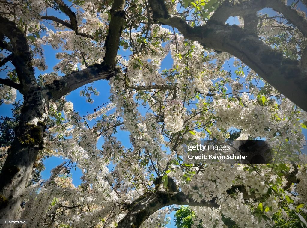 Cherry Blossoms In Spring Portland Oregon High-Res Stock Photo - Getty ...