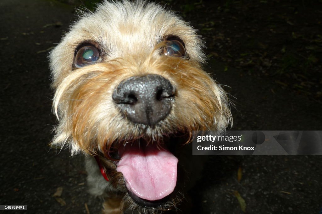 Smiley dog