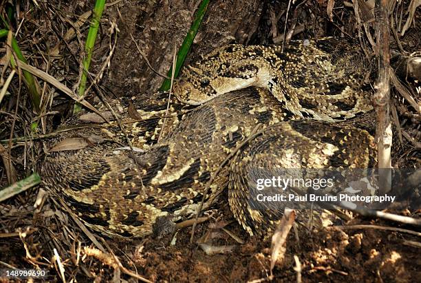 puff-adder - bitis arietans stock pictures, royalty-free photos & images