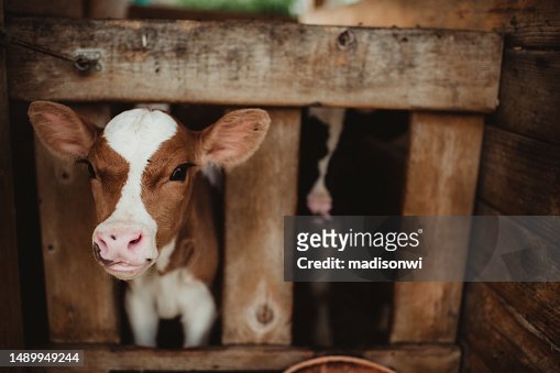 Close up of baby brown cow