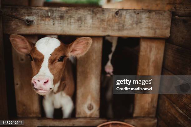 close up of baby brown cow - livestock stock pictures, royalty-free photos & images