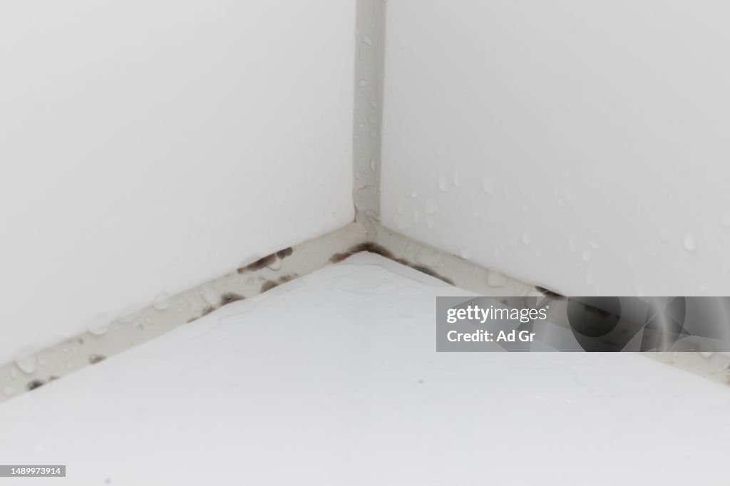 Black mold growing on shower grouted joints tile and appear on the ceramic wall in bathroom corner
