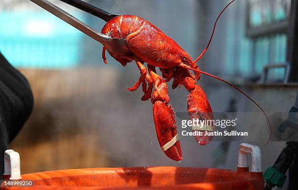 Fiona Warren of Three Sons Lobster and Fish removes a freshly cooked lobster from a pot on July 21, 2012 in Portland, Maine. A mild winter and warmer...