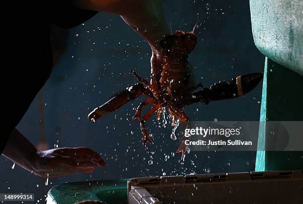 Shawn Coffill of Three Sons Lobster and Fish removes a live lobster from a crate on July 21, 2012 in Portland, Maine. A mild winter and warmer than...