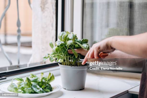 woman hands takes fresh organic basil to grow at home, houseplants - fruit pot stock pictures, royalty-free photos & images