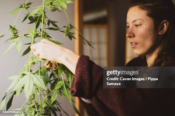 woman harvests buds from medicinal marijuana plant at home - cannabis plant stock-fotos und bilder