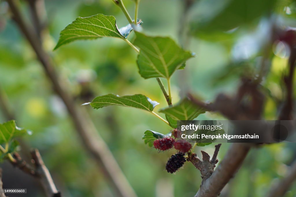 Mulberry Fruit Blooming On Tree In Garden On Blurred Of Nature ...