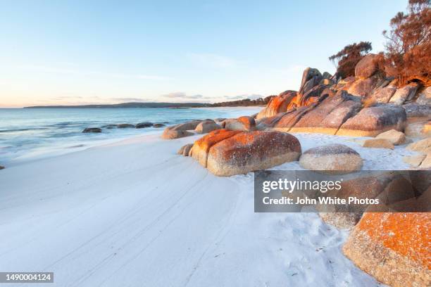 red lichen covered rocks on the beach. bay of fires. tasmania. australia. - bay of fires - fotografias e filmes do acervo